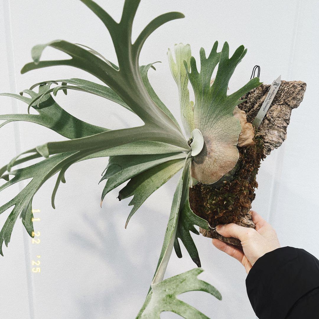 ビカクシダ　コウモリラン　ウイリンキー　オメガ子株