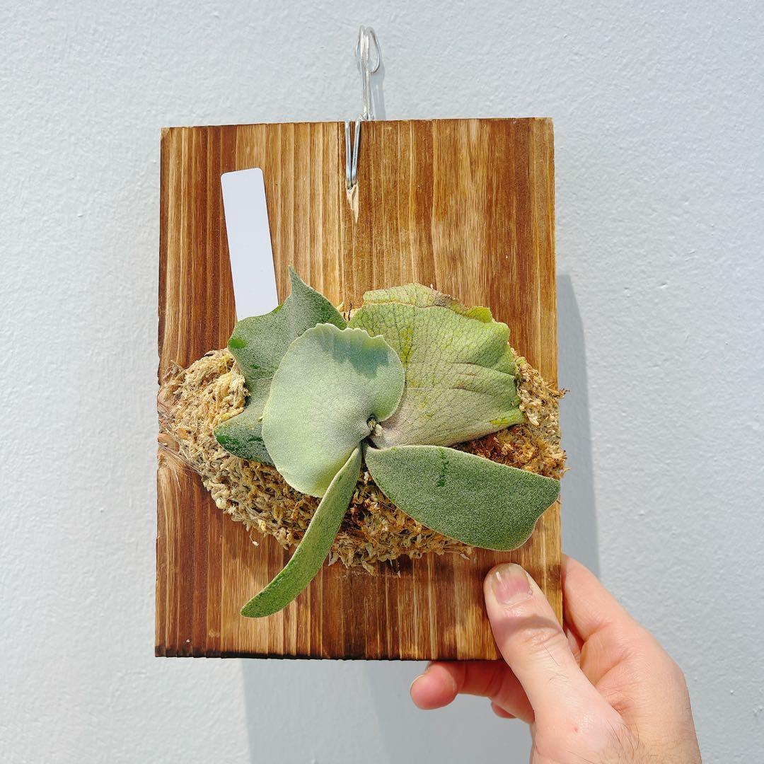 ビカクシダ　コウモリラン　ウイリンキー　オメガ子株