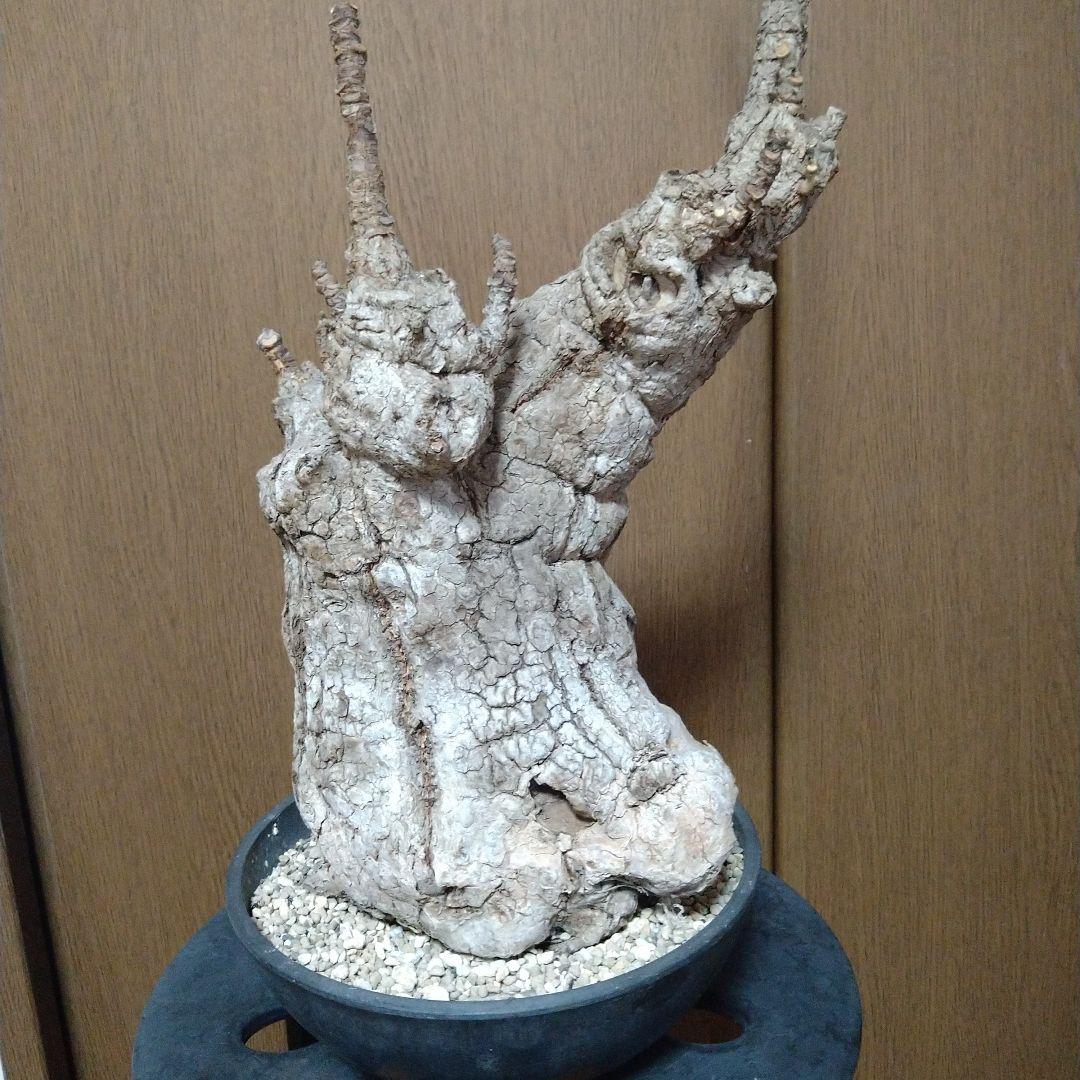 □現地球大株希少Firmiana colorataファルミアナコロラータ