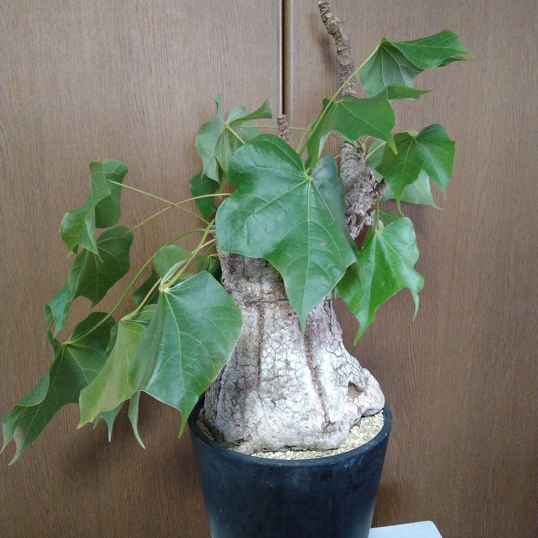 □現地球大株希少Firmiana colorataファルミアナコロラータ