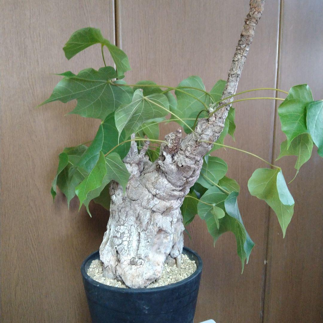 □現地球大株希少Firmiana colorataファルミアナコロラータ