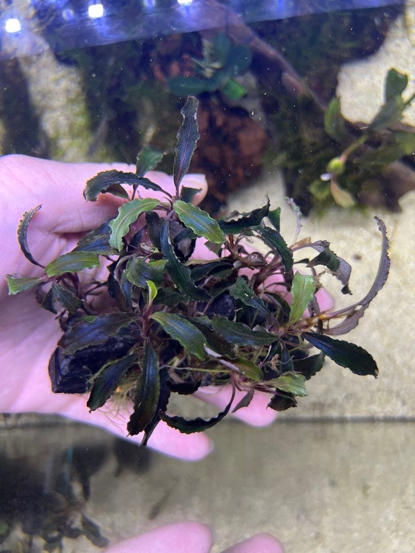 ブセファランドラspクダガン特大群生