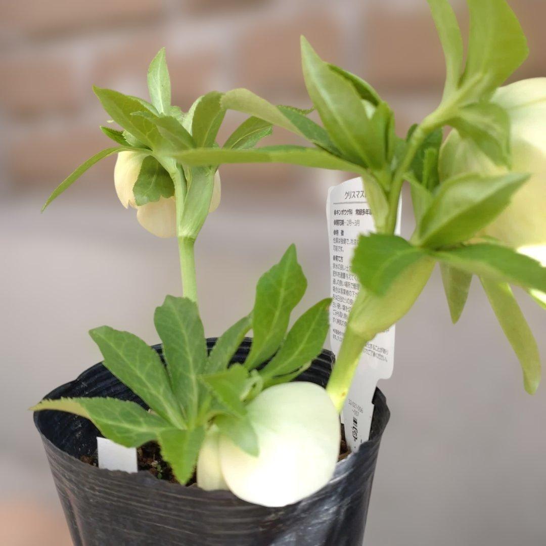 曽田園芸✨セミダブル✨開花株✨ホワイトクリーム✨ハートネクタリー✨