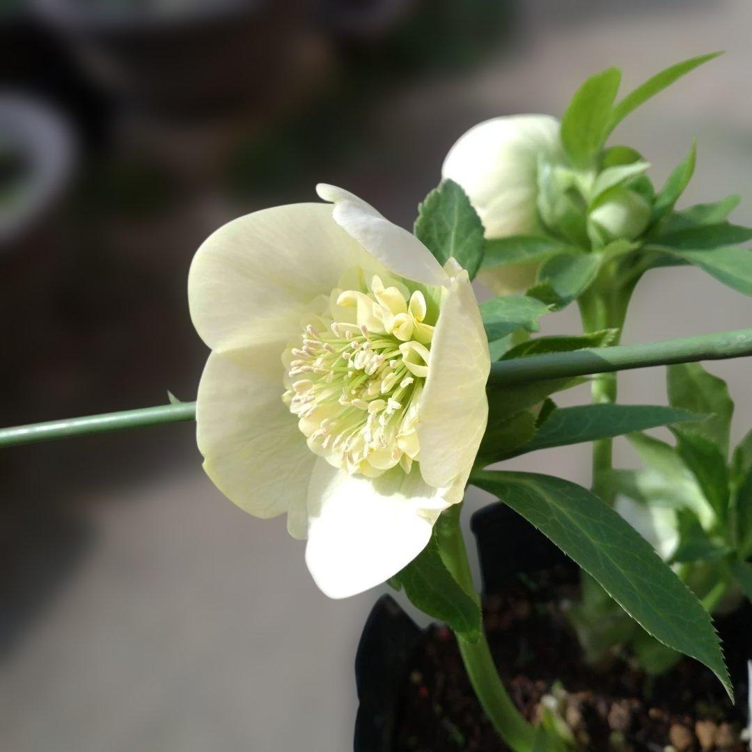 曽田園芸✨セミダブル✨開花株✨ホワイトクリーム✨ハートネクタリー✨