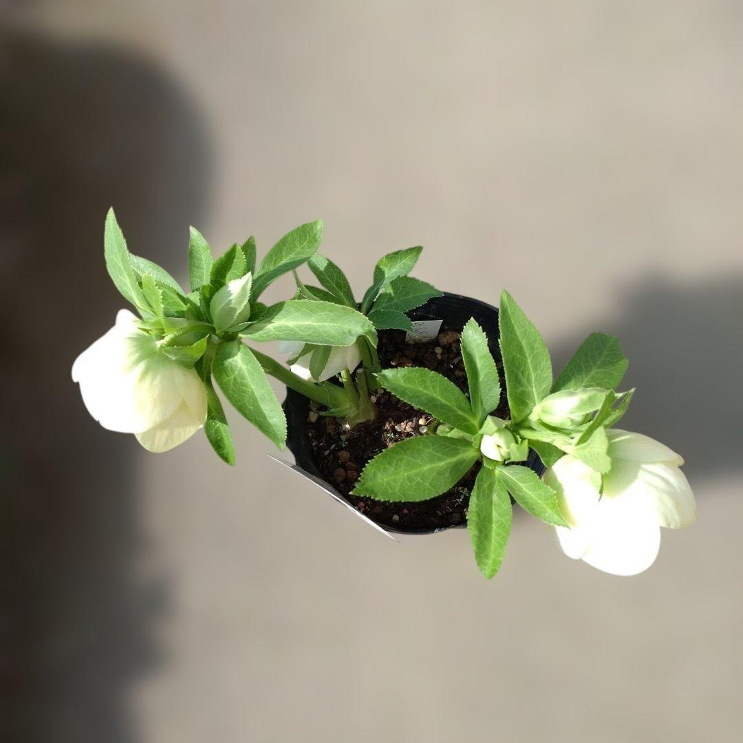 曽田園芸✨セミダブル✨開花株✨ホワイトクリーム✨ハートネクタリー✨