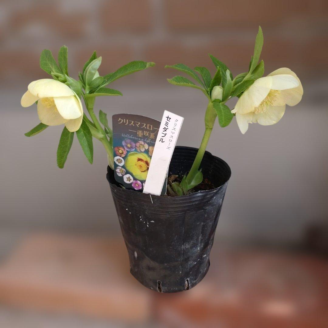 曽田園芸✨セミダブル✨開花株✨ホワイトクリーム✨ハートネクタリー✨