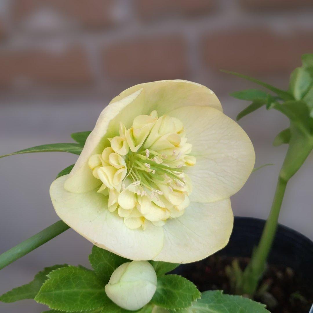 曽田園芸✨セミダブル✨開花株✨ホワイトクリーム✨ハートネクタリー✨