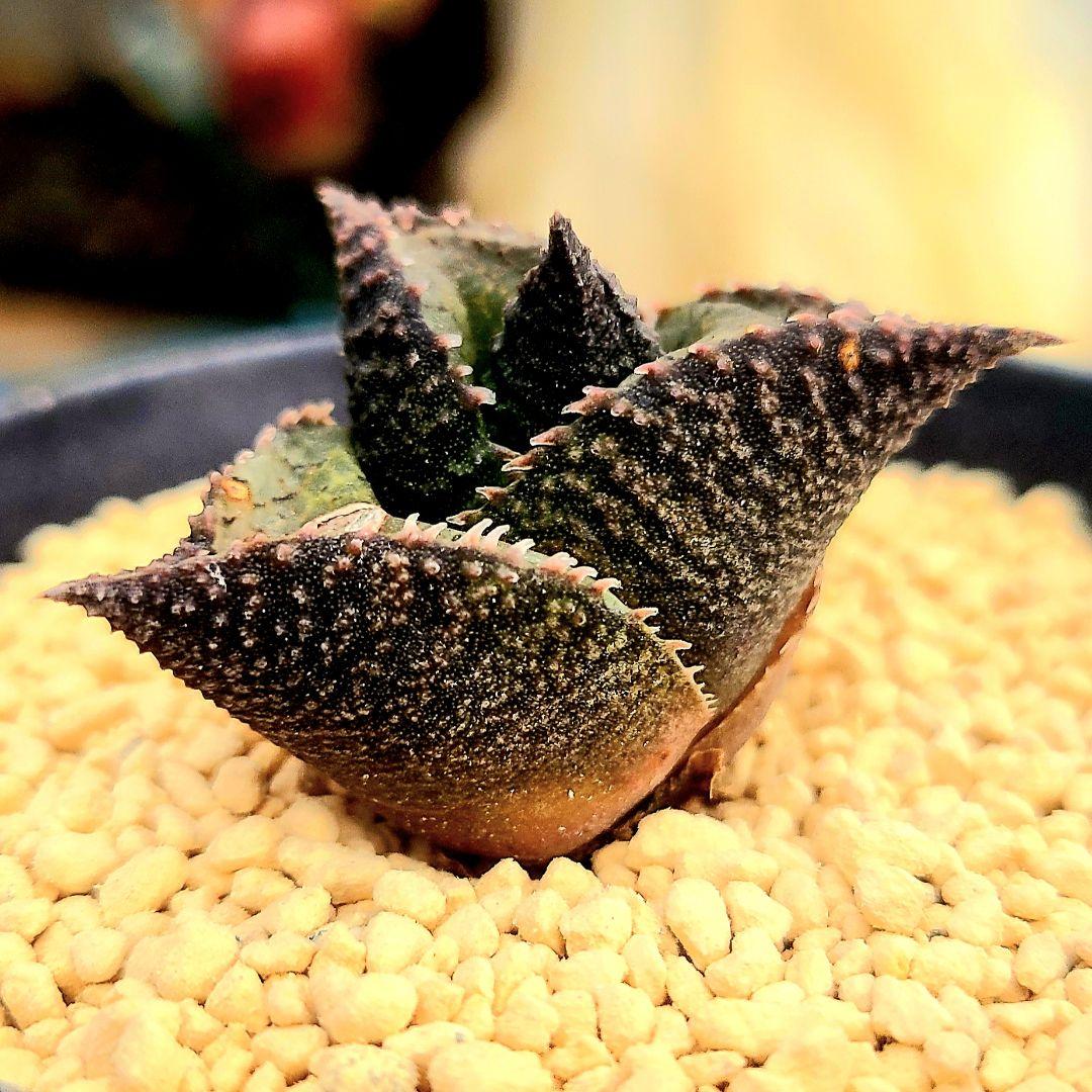 レア 大サイズ 雷燐 達磨ピンク系 4　多肉植物 ハオルチア アロエ