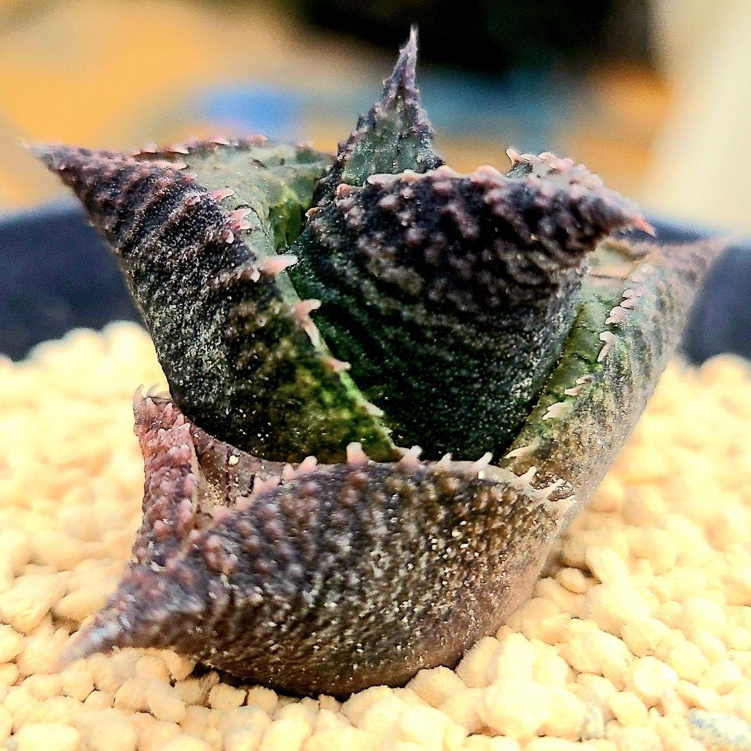 レア 大サイズ 雷燐 達磨ピンク系 4　多肉植物 ハオルチア アロエ