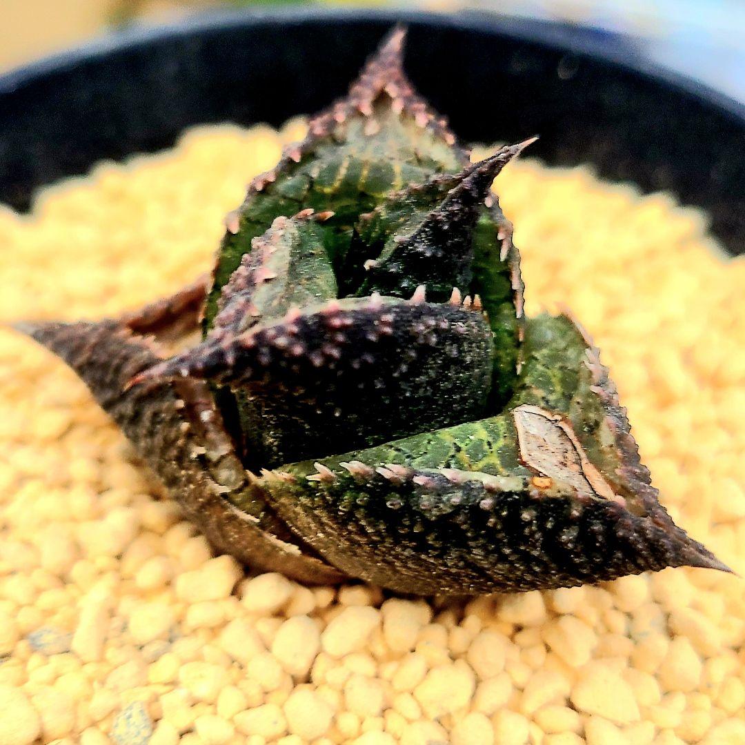 レア 大サイズ 雷燐 達磨ピンク系 4　多肉植物 ハオルチア アロエ