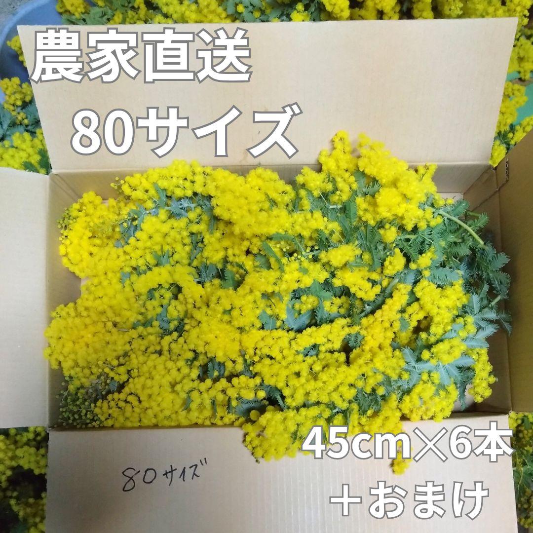 農家直送【フレッシュミモザ】80サイズ