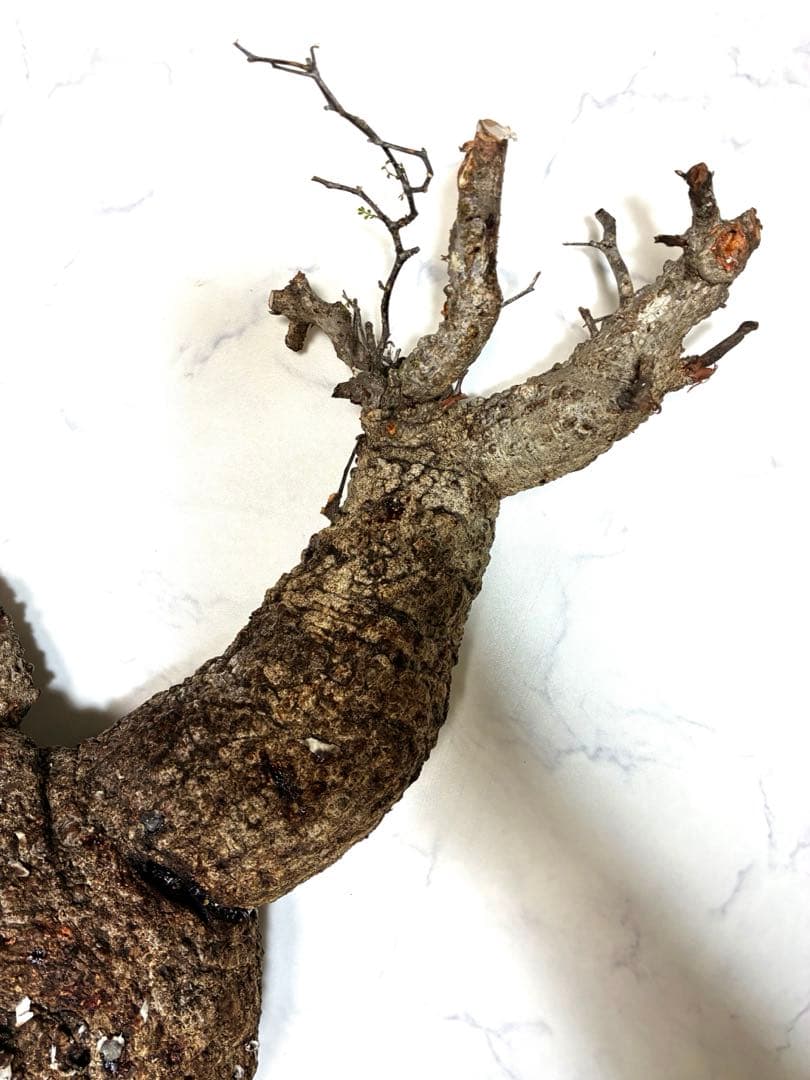 オペルクリカリアパキプス　ベアルート株