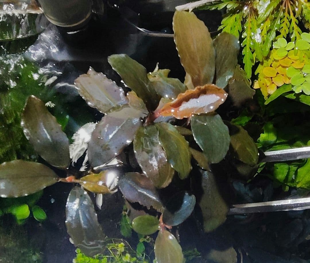 ブセファランドラ・Bucephalandra希少種群生美株セット１セット限定出品