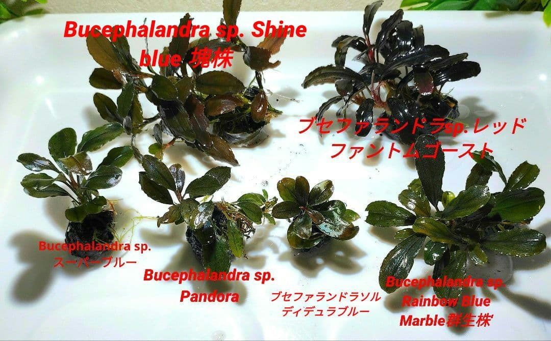 ブセファランドラ・Bucephalandra希少種群生美株セット１セット限定出品