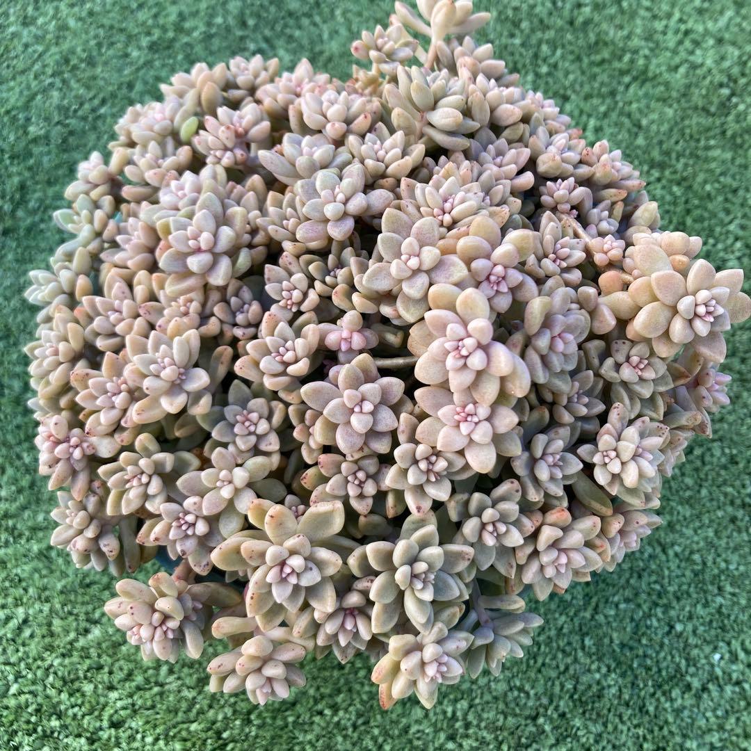 ご確認用　多肉姫秋麗