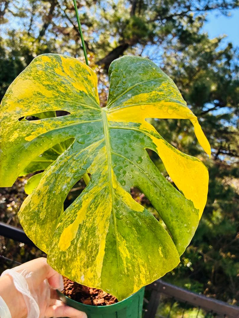 超絶希少❗️【美班】 モンステラ　イエローマリリン　デリシオーサ　黄斑モンステラ