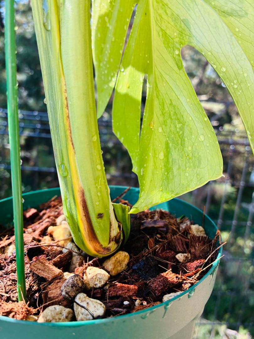 超絶希少❗️【美班】 モンステラ　イエローマリリン　デリシオーサ　黄斑モンステラ