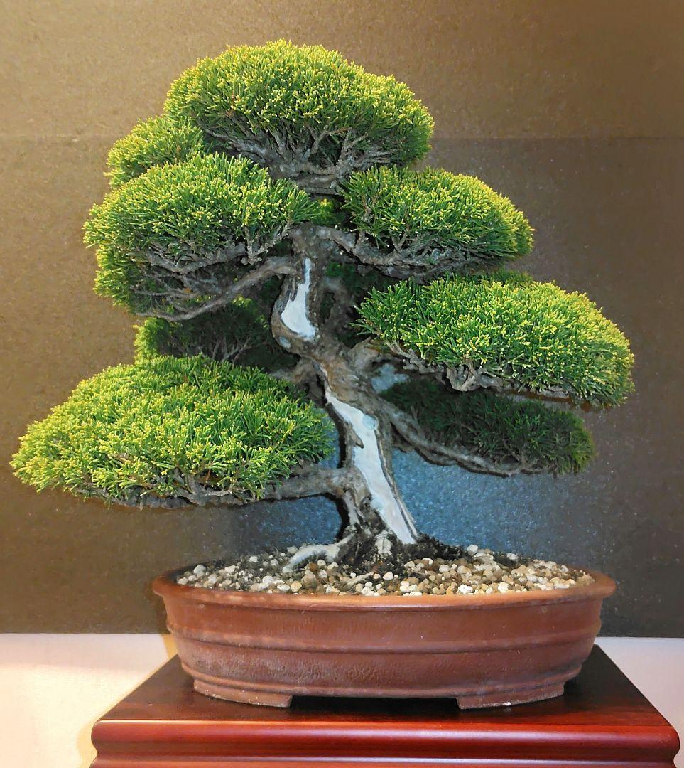 真柏盆栽！