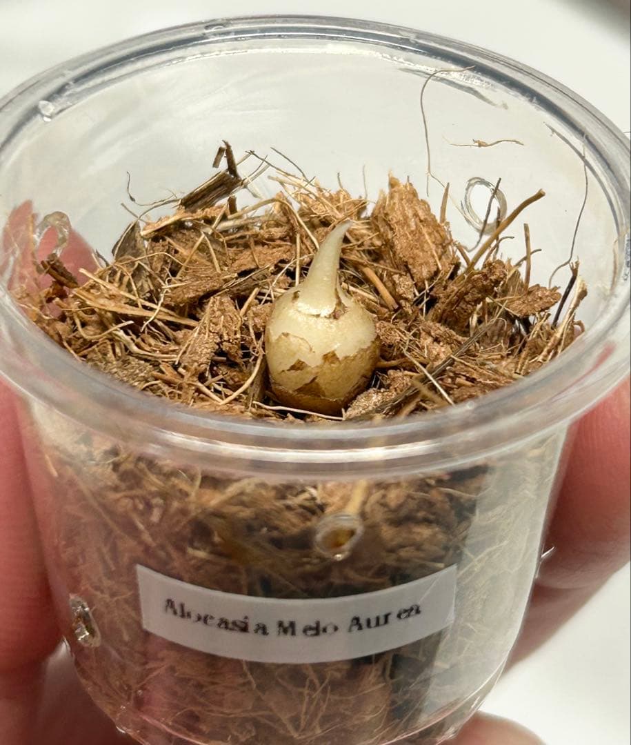 【芋】 アロカシア　メロ　オーレア　斑入り