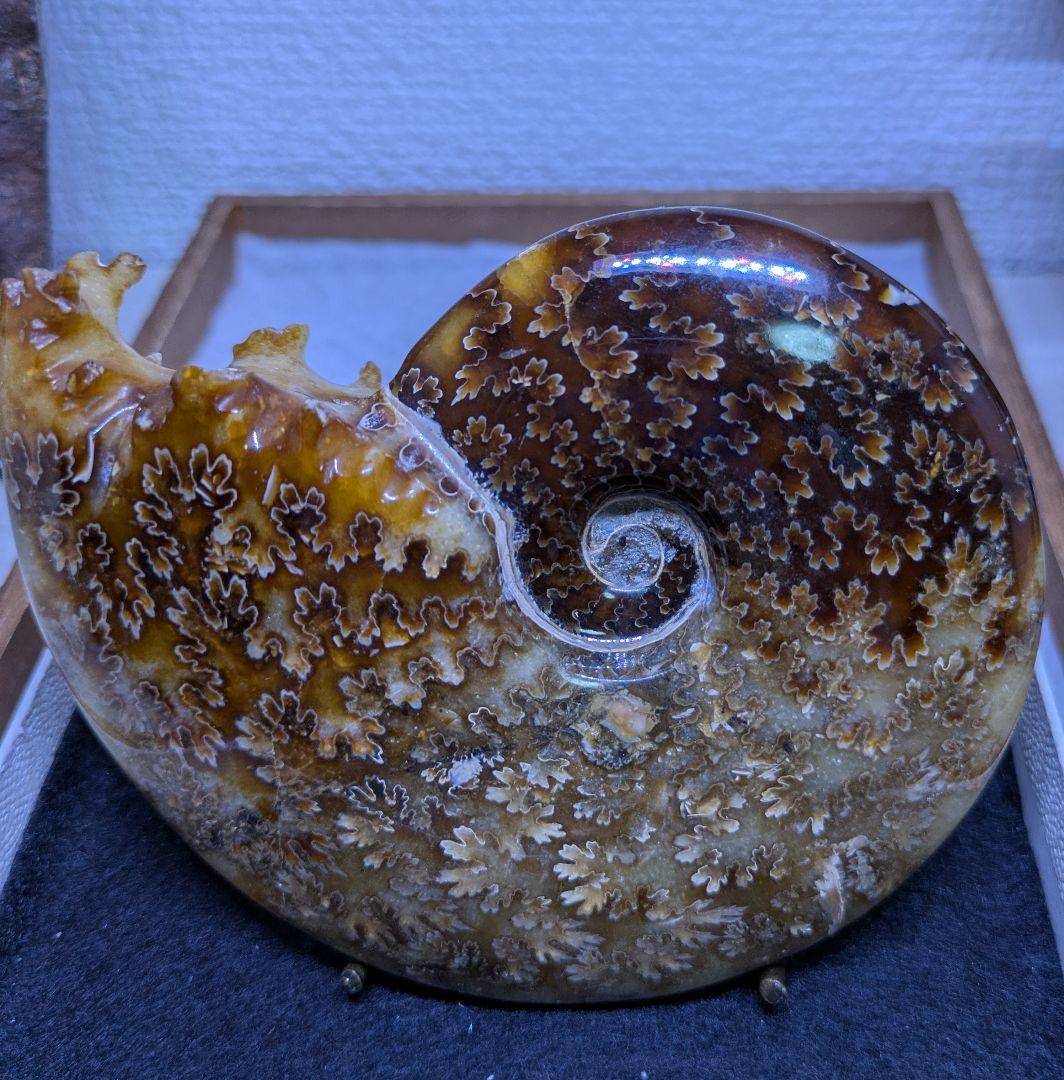 マダガスカル産　縫合糸　アンモナイト　化石　特大型　最高位