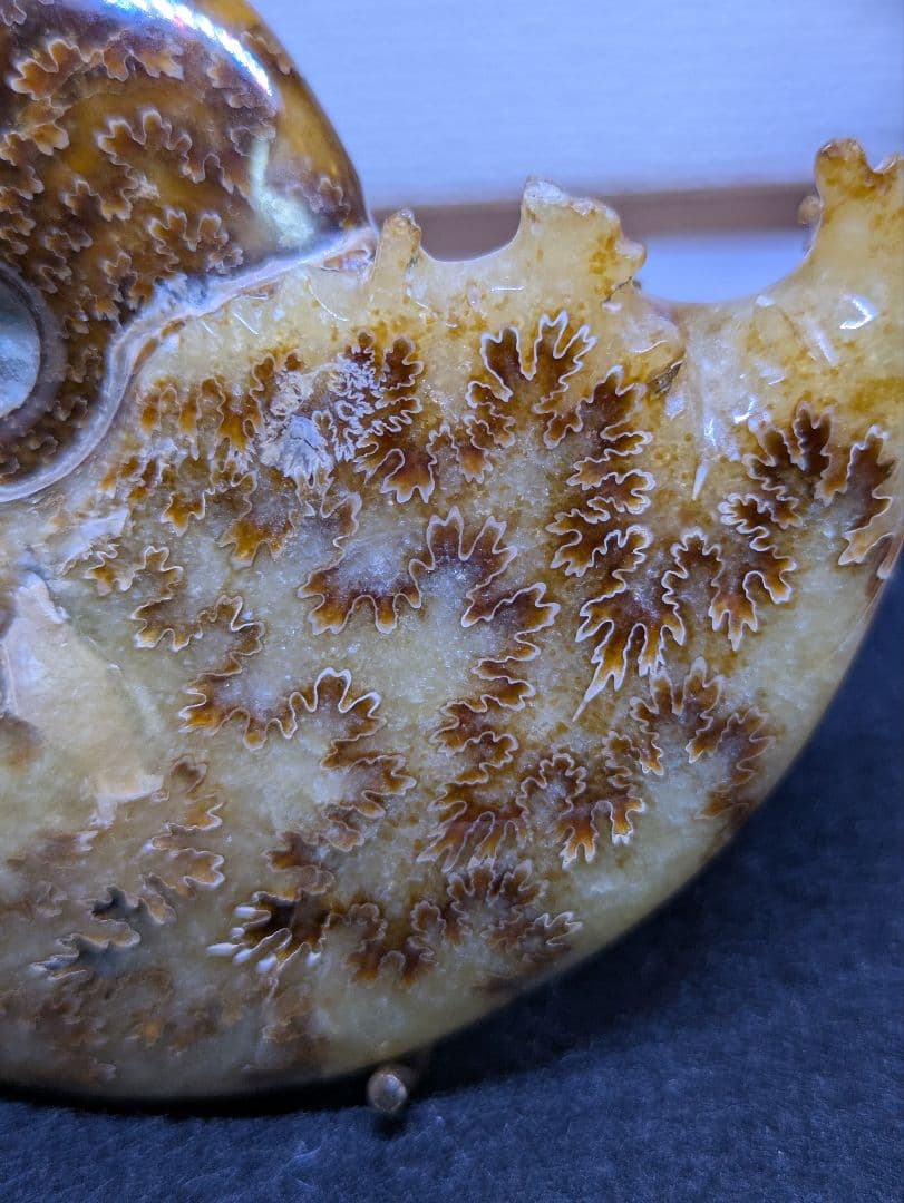 マダガスカル産　縫合糸　アンモナイト　化石　特大型　最高位