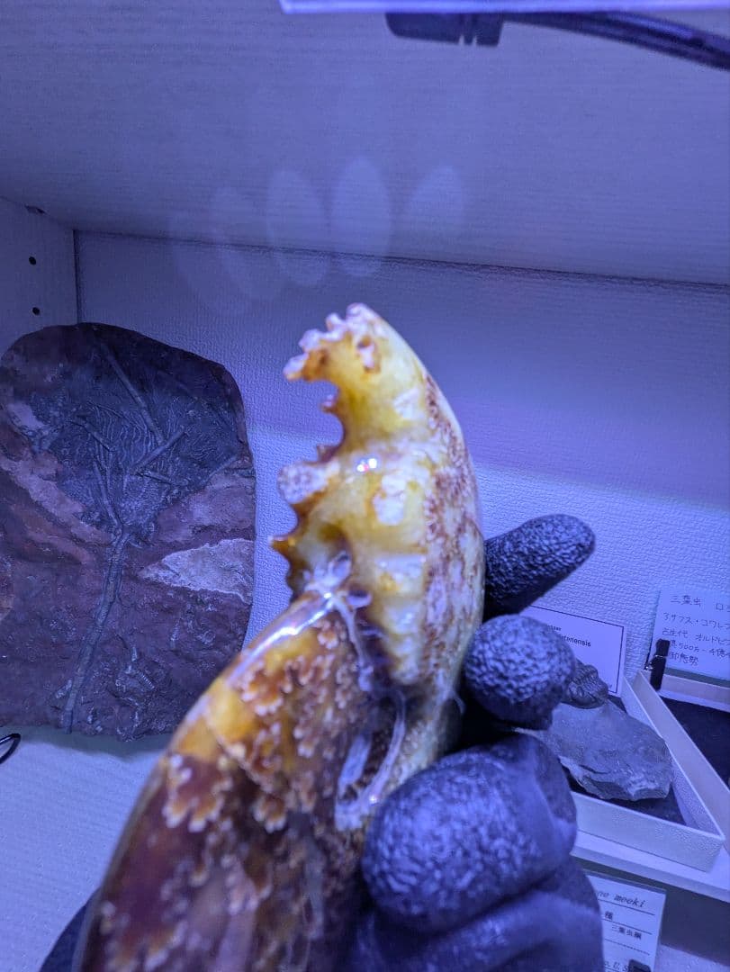 マダガスカル産　縫合糸　アンモナイト　化石　特大型　最高位