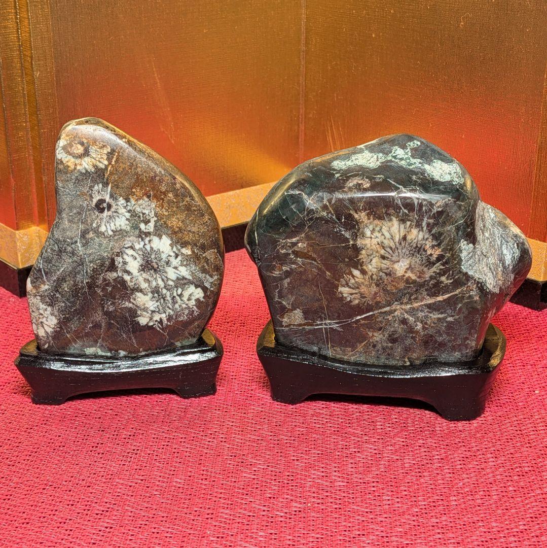 菊花石 岐阜県根尾谷産２石セット 鑑賞石 観賞石 水石 盆石 天然石