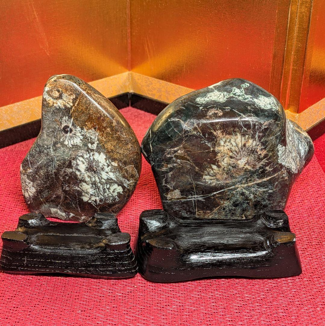 菊花石 岐阜県根尾谷産２石セット 鑑賞石 観賞石 水石 盆石 天然石