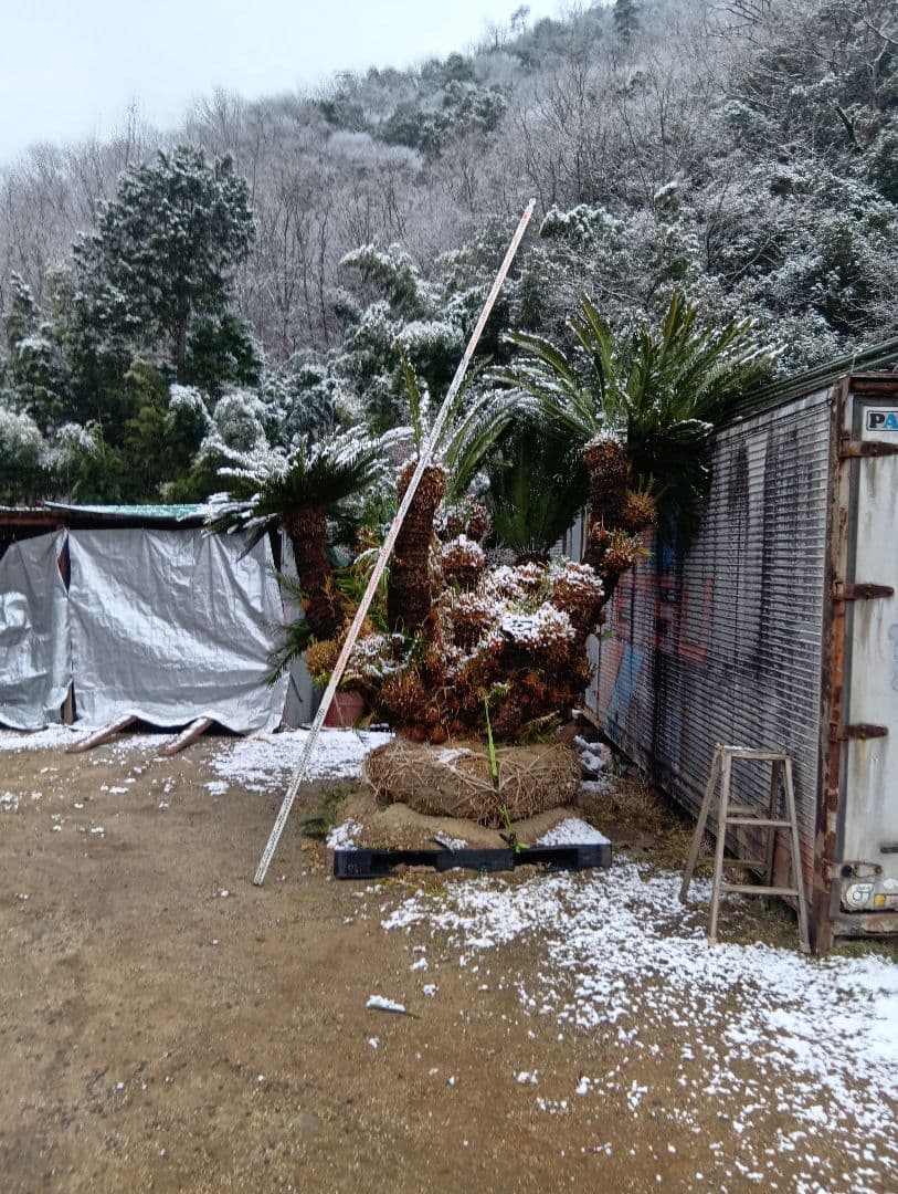 ソテツ（超巨大サイズ株立ち）