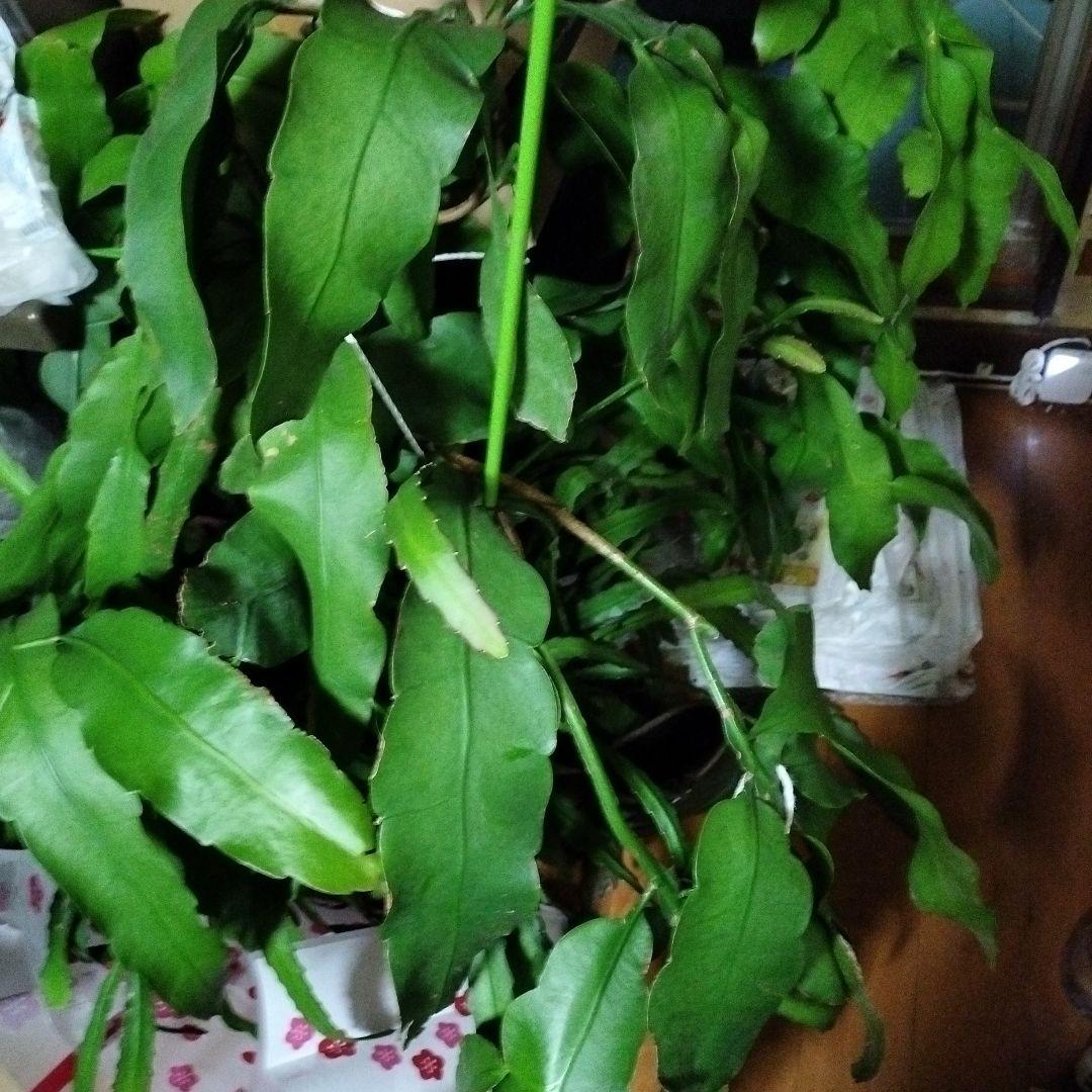 月下美人のカット苗になります 1枚より販売 1枚あたり1000円になります