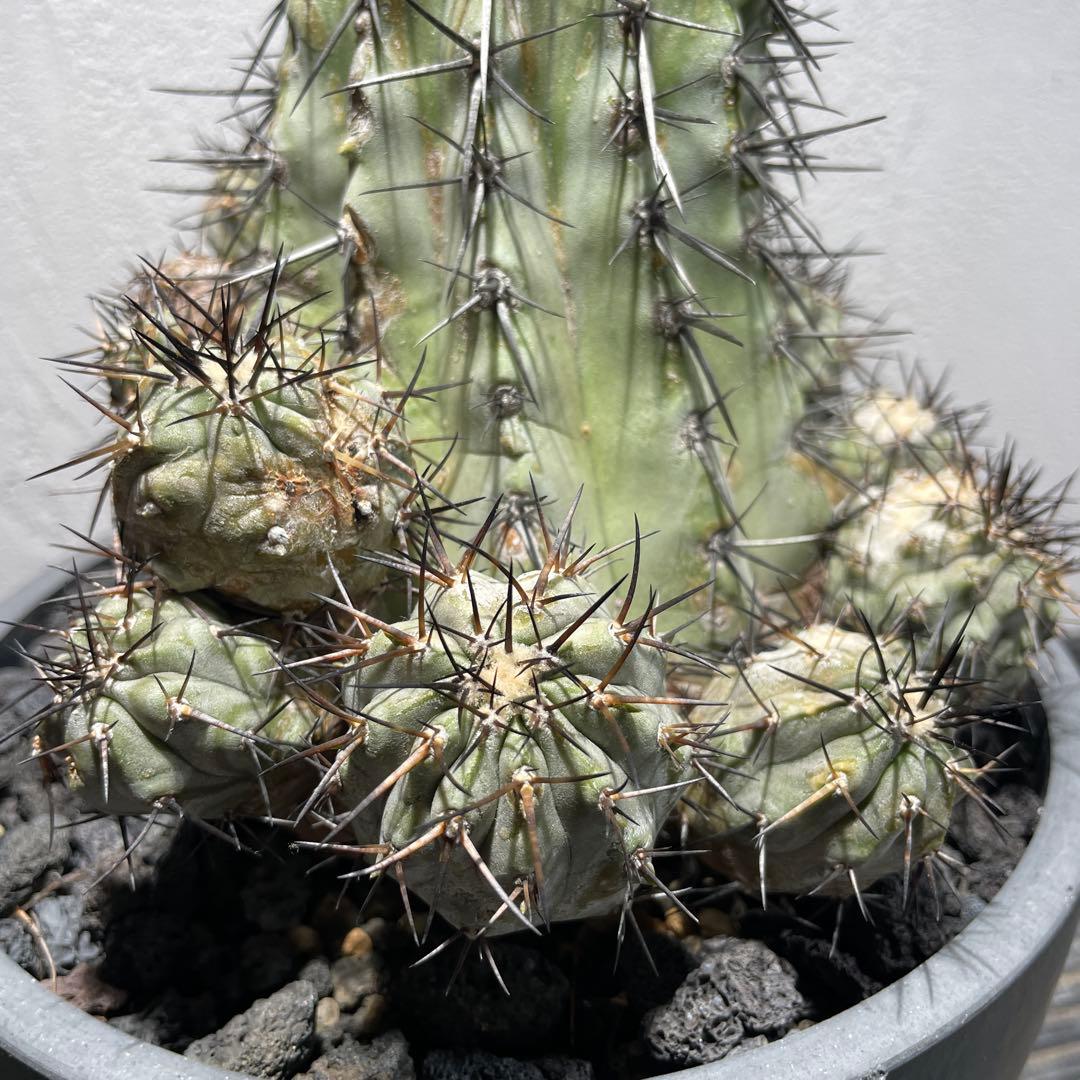 t*e様 黒王丸(16個子株付き)