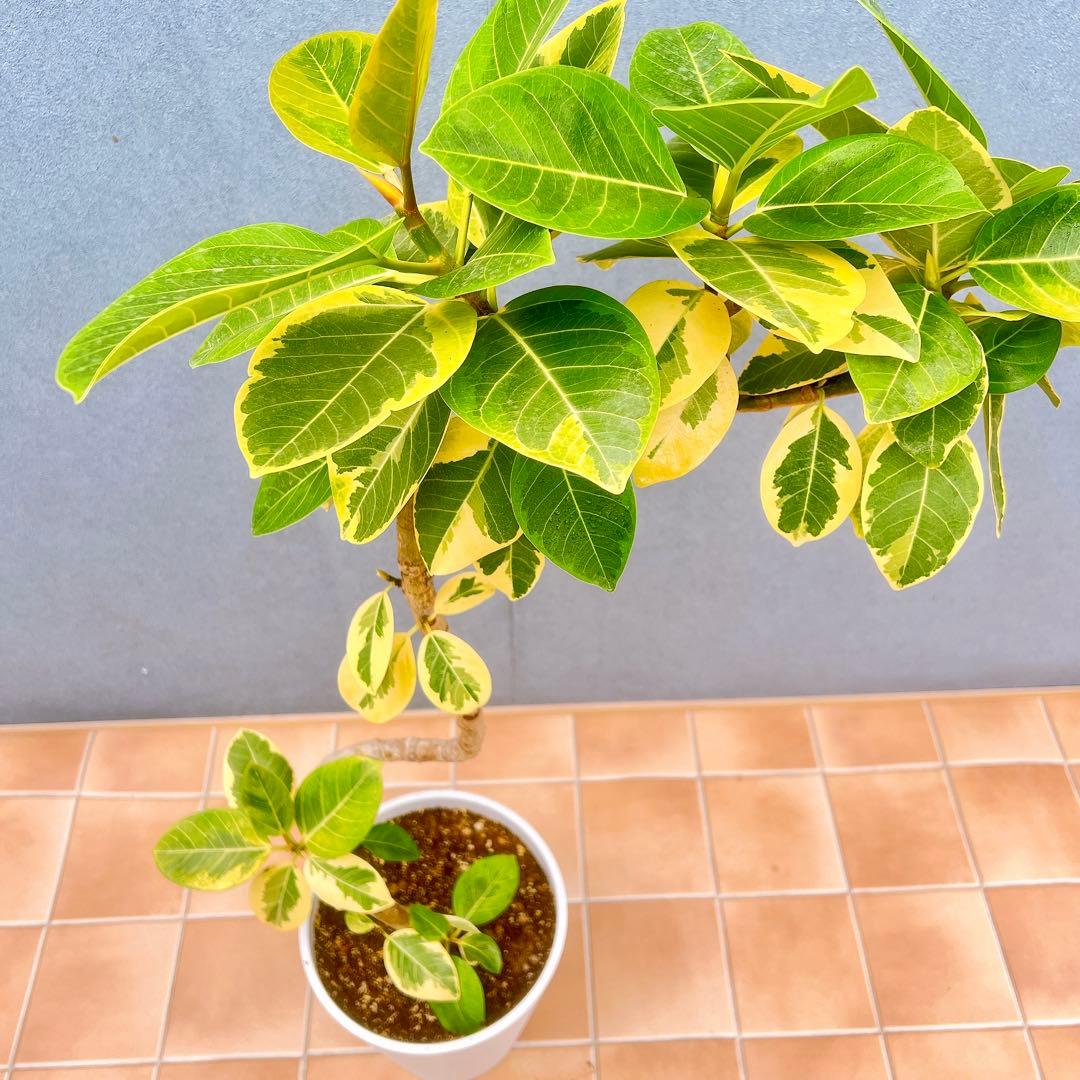 現品　フィカス　ゴムの木　アルテシマ　曲がり　26　観葉植物　インテリアグリーン