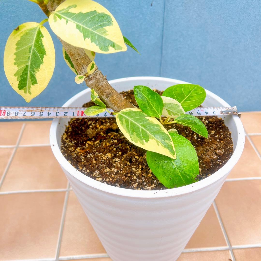 現品　フィカス　ゴムの木　アルテシマ　曲がり　26　観葉植物　インテリアグリーン