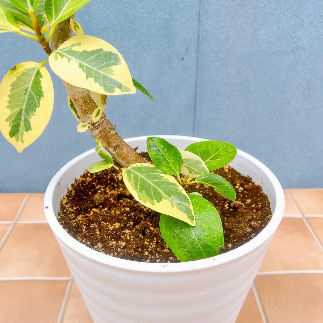 現品　フィカス　ゴムの木　アルテシマ　曲がり　26　観葉植物　インテリアグリーン