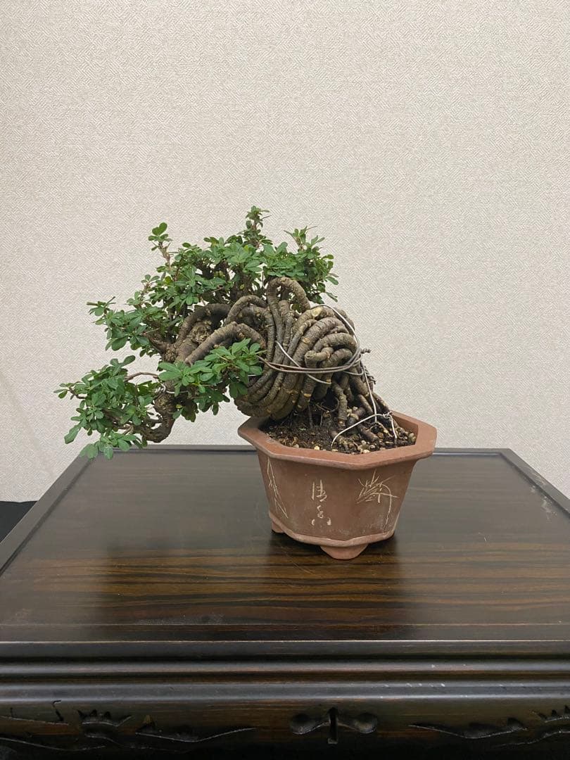 ムレスズメ 盆栽B