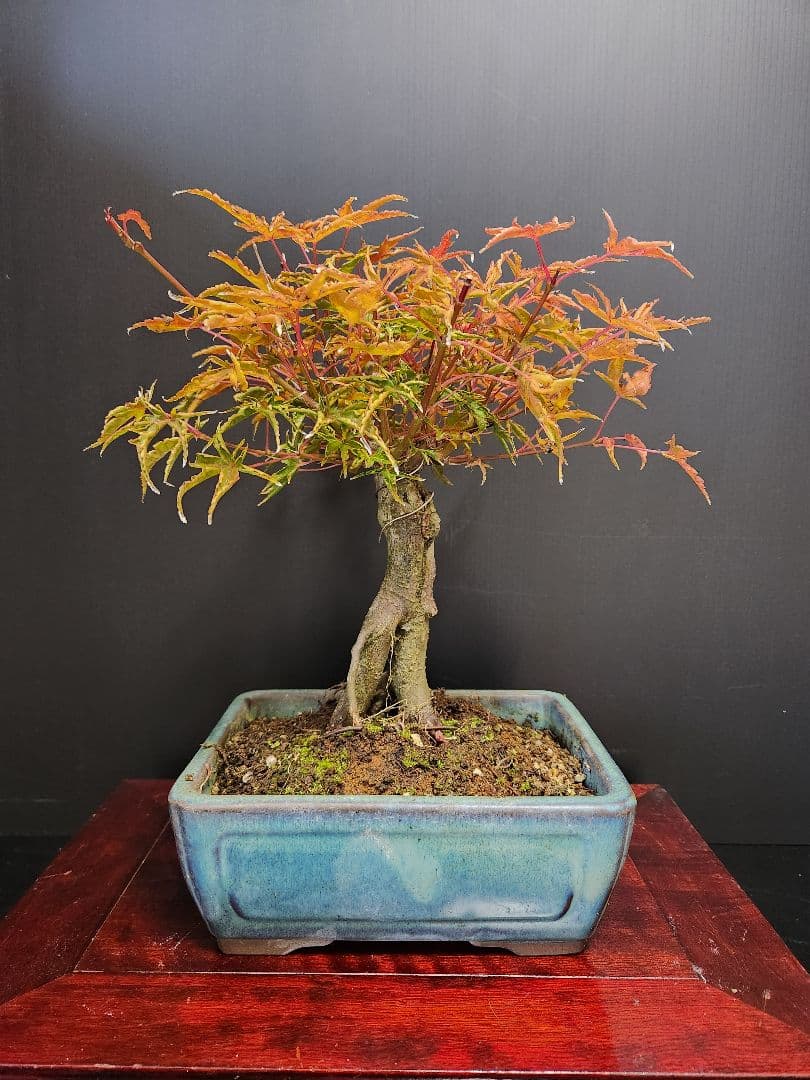 置霜紅葉 置霜もみじ 置霜紅葉盆栽 もみじ盆栽 楓 カエデ