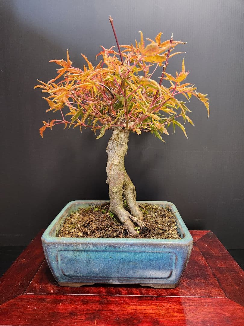 置霜紅葉 置霜もみじ 置霜紅葉盆栽 もみじ盆栽 楓 カエデ