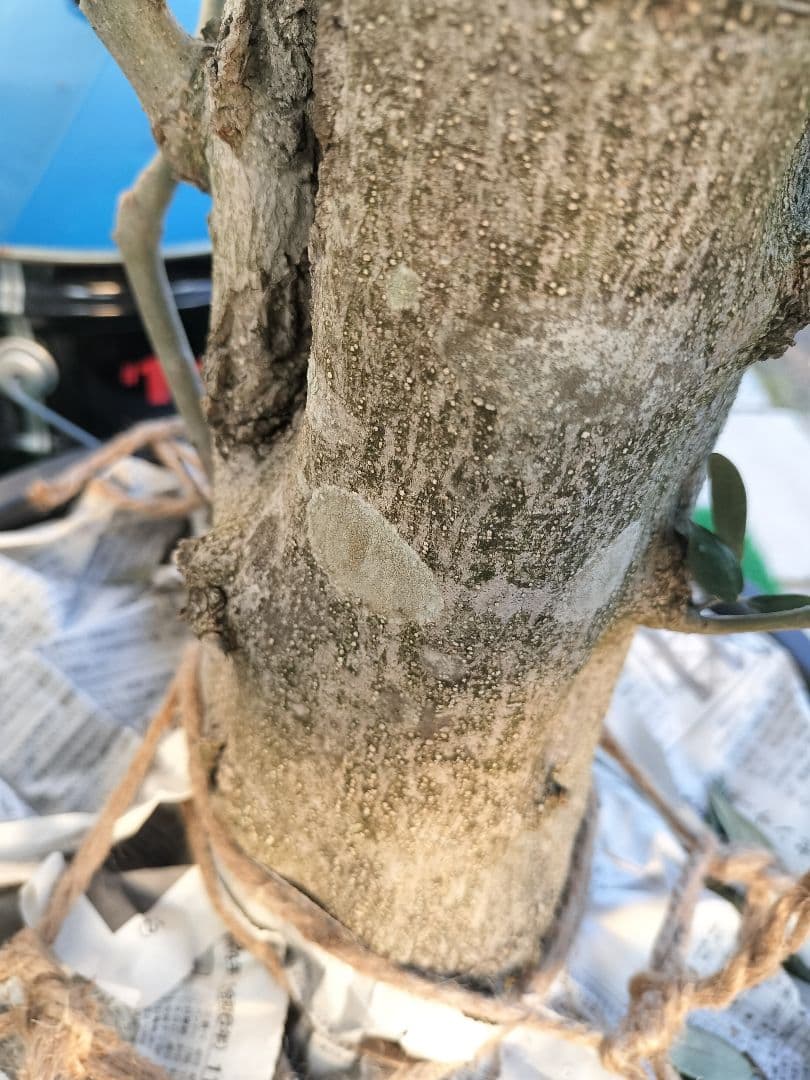 オリーブの木　ミッション　小豆島産