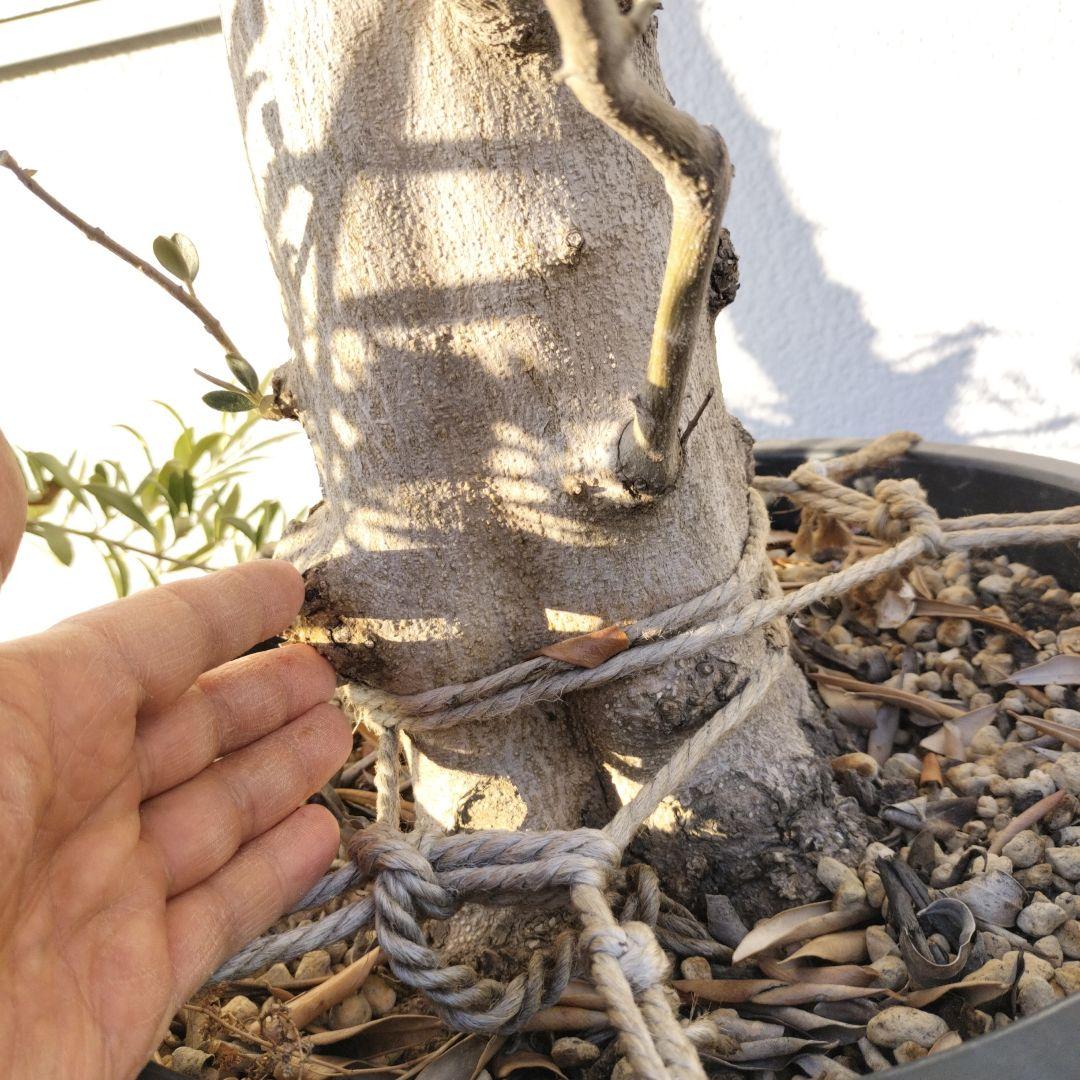 オリーブの木　ミッション　小豆島産