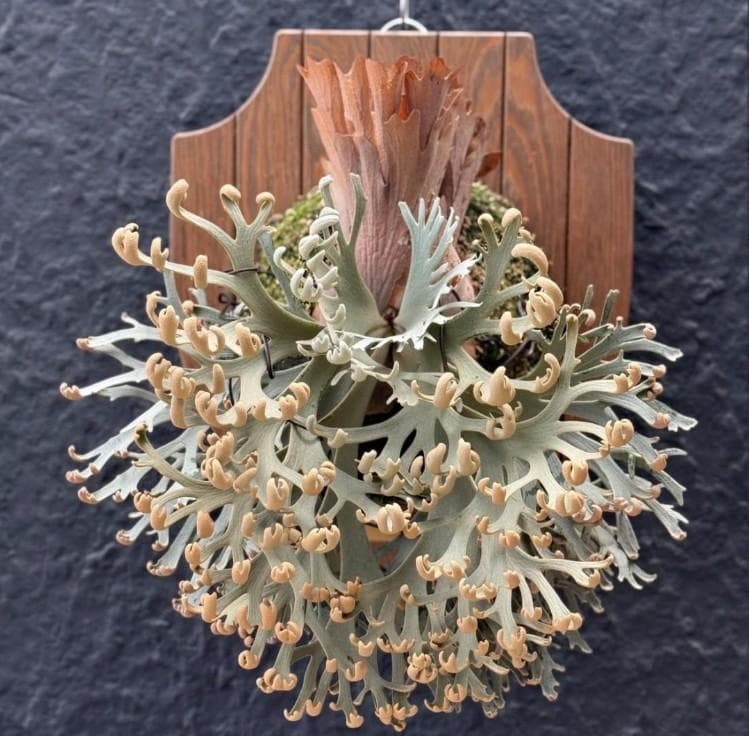 P.willinckii ’Asurada’ Sporeling 11