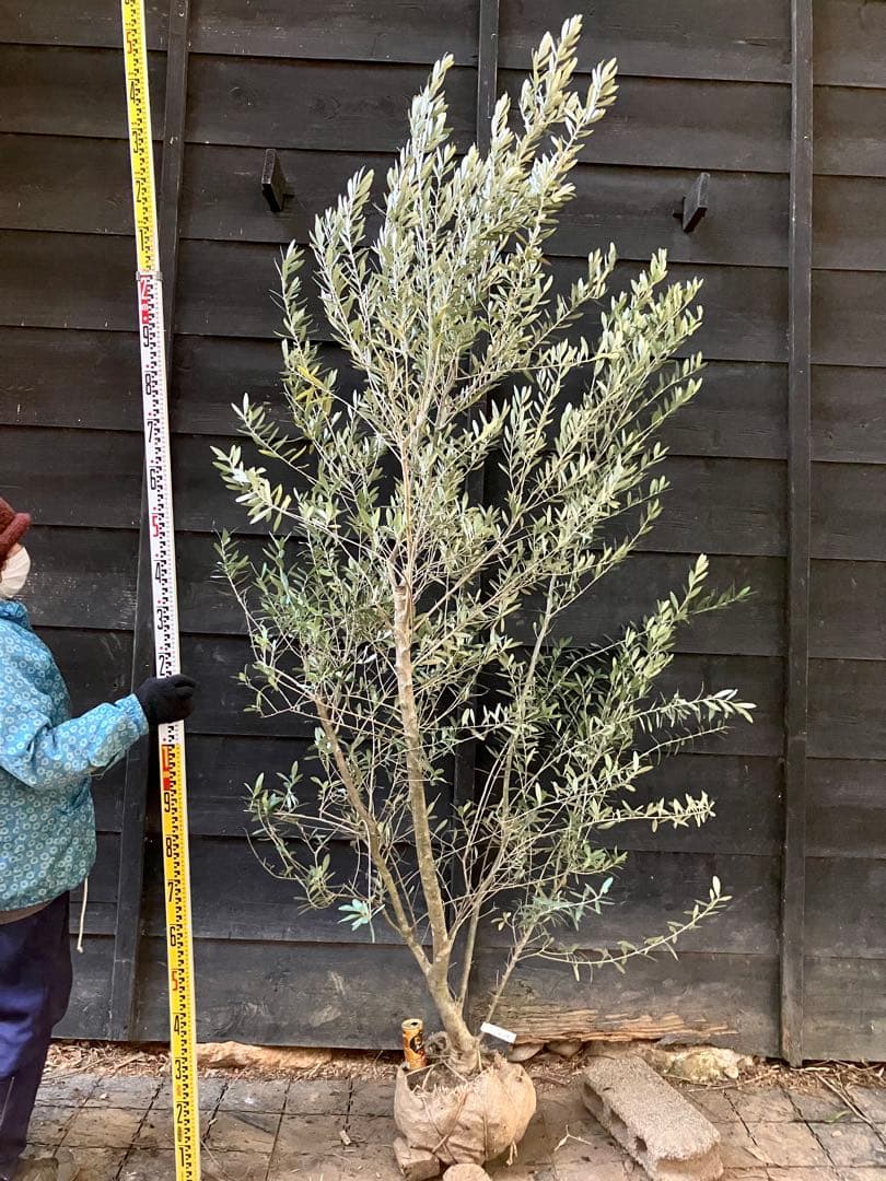 2 オリーブの木　シプレッシーノ