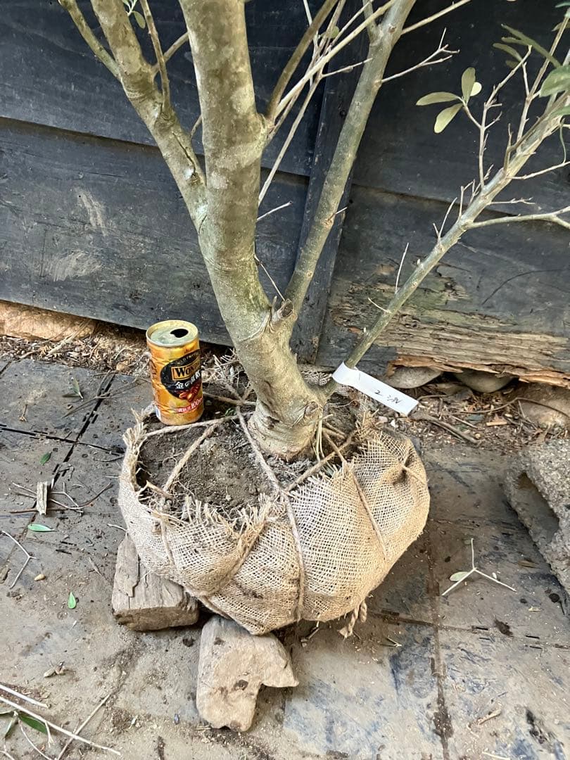 2 オリーブの木　シプレッシーノ