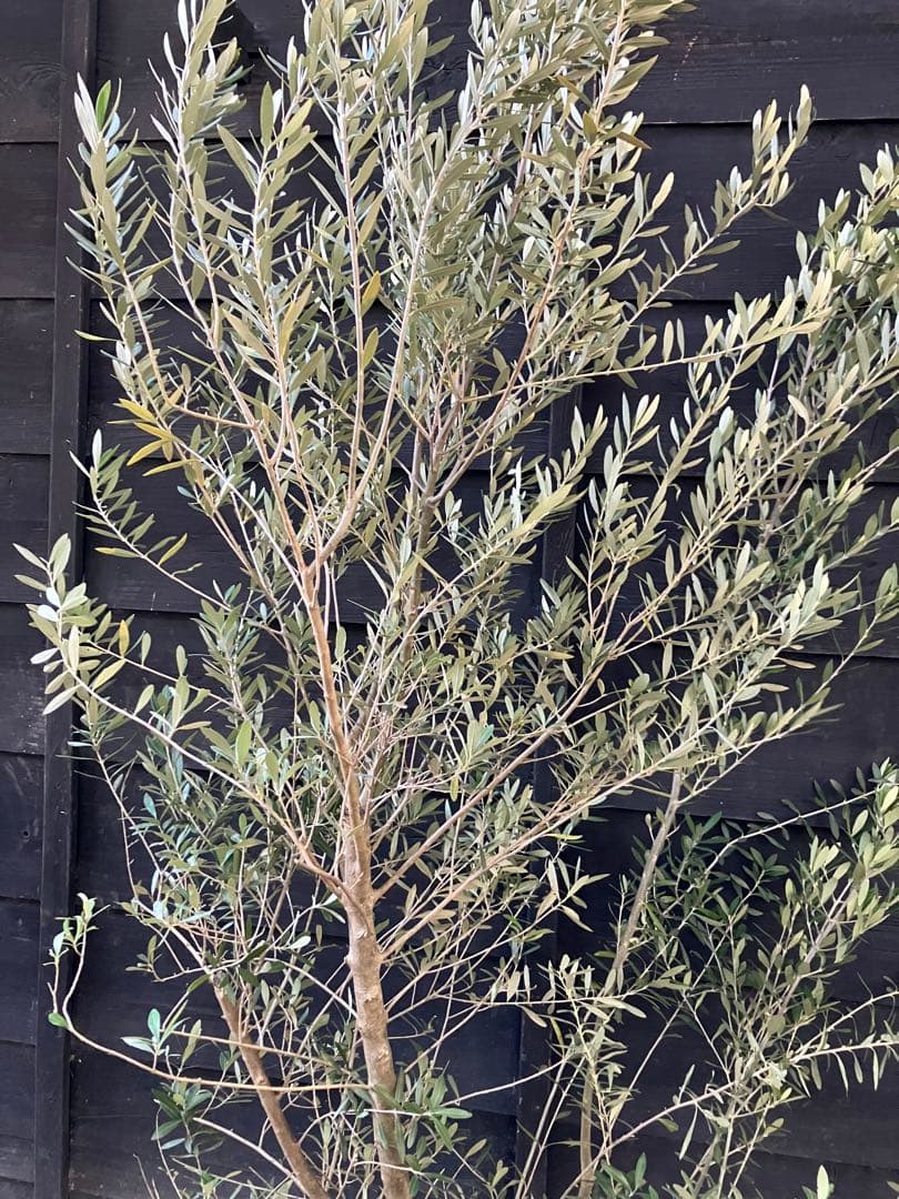 2 オリーブの木　シプレッシーノ