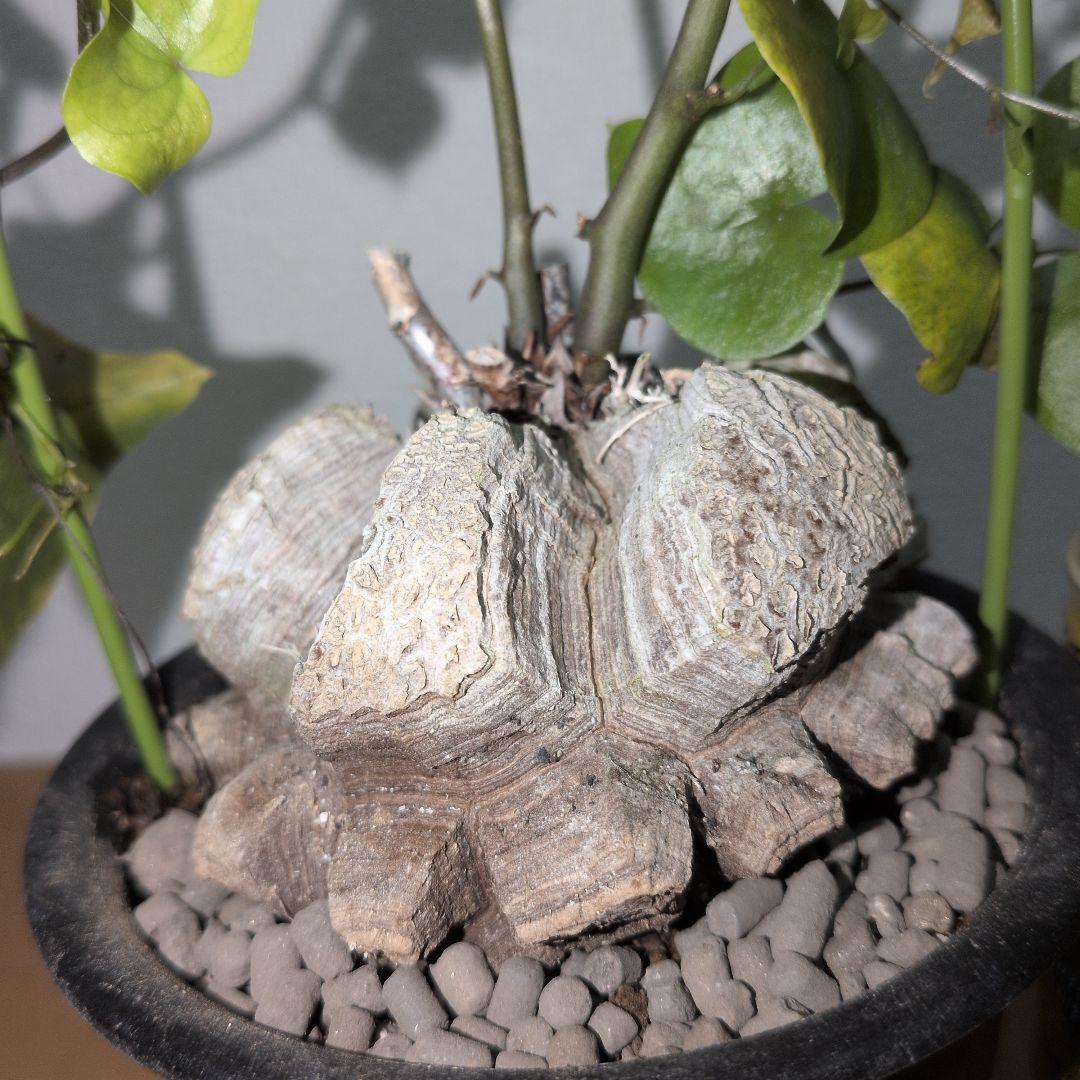 ディオスコレア　エレファンティペス アフリカ亀甲竜　80mm（鉢付き)
