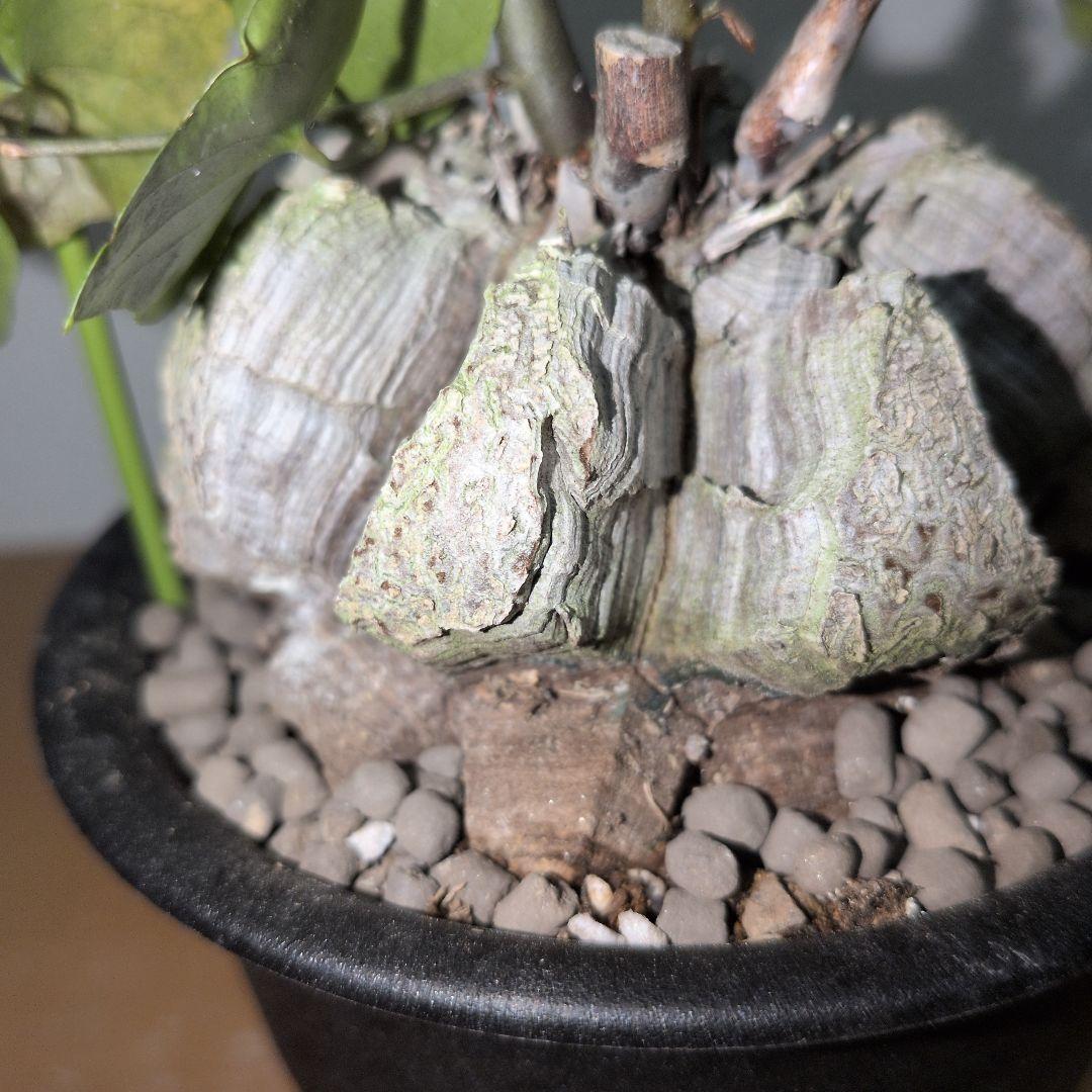ディオスコレア　エレファンティペス アフリカ亀甲竜　80mm（鉢付き)