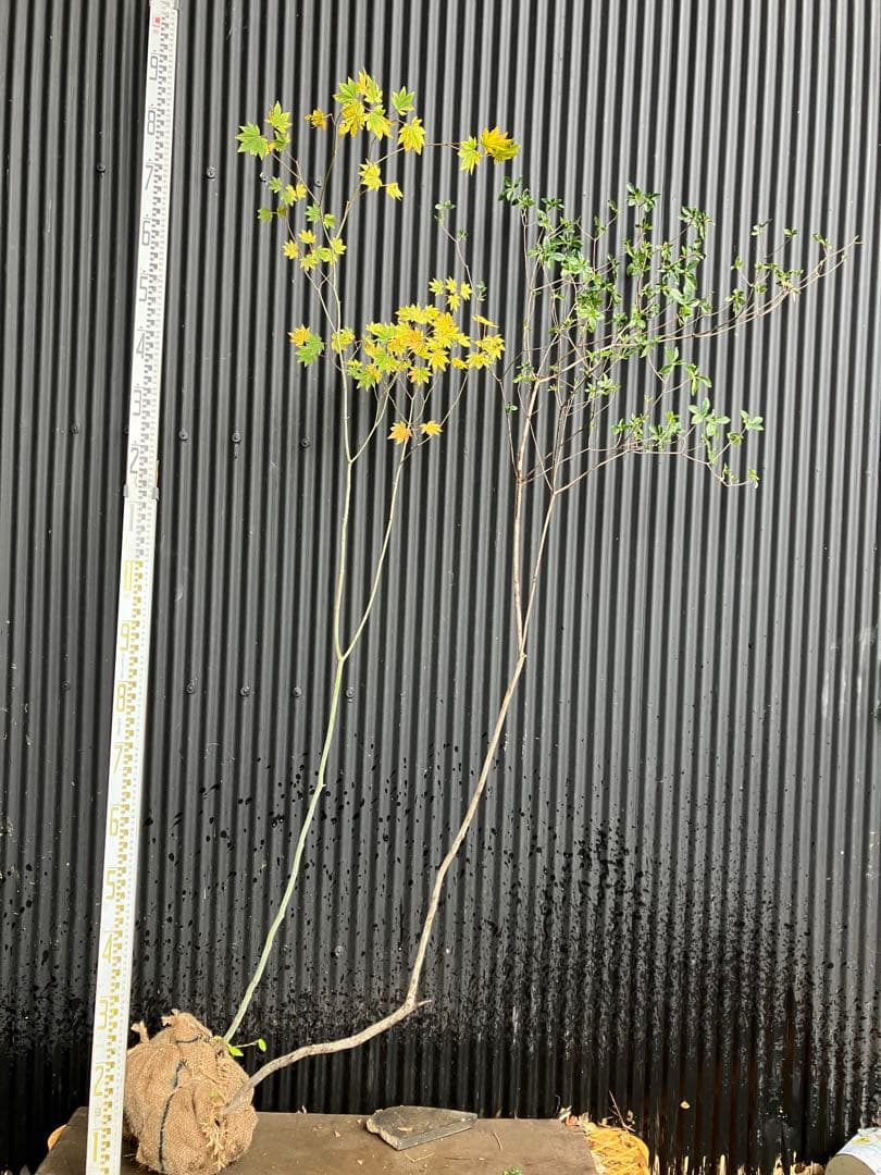 山採り　コハウチワカエデ　バイカツツジ　混合株