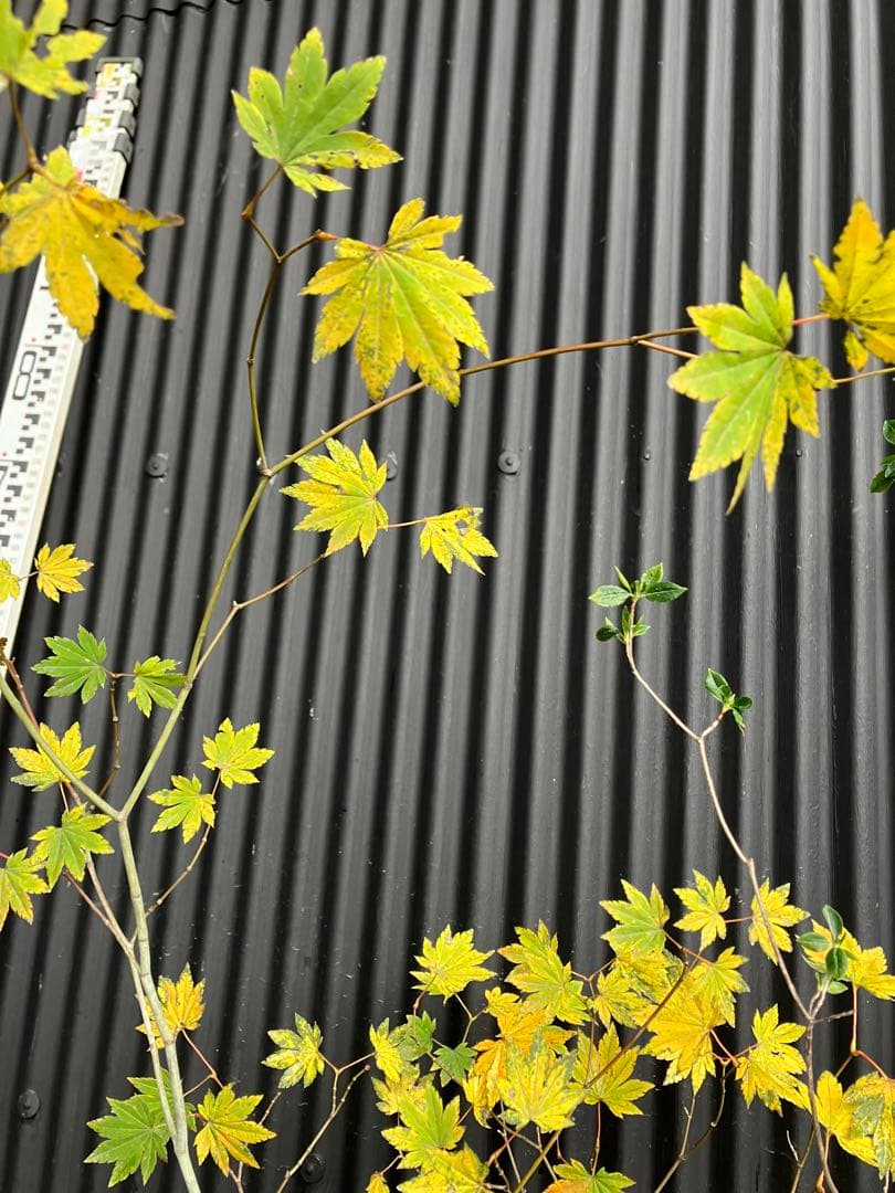 山採り　コハウチワカエデ　バイカツツジ　混合株