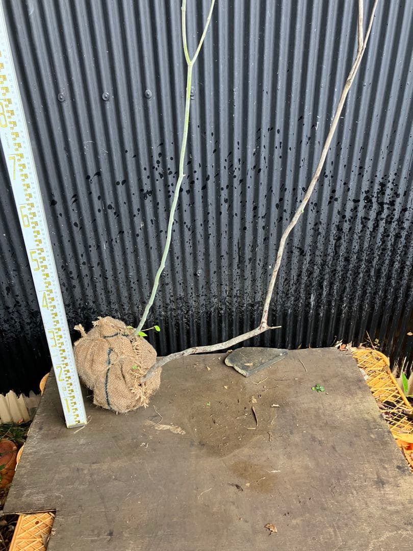 山採り　コハウチワカエデ　バイカツツジ　混合株