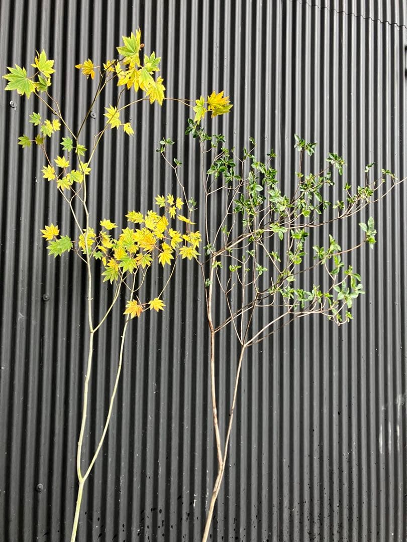 山採り　コハウチワカエデ　バイカツツジ　混合株