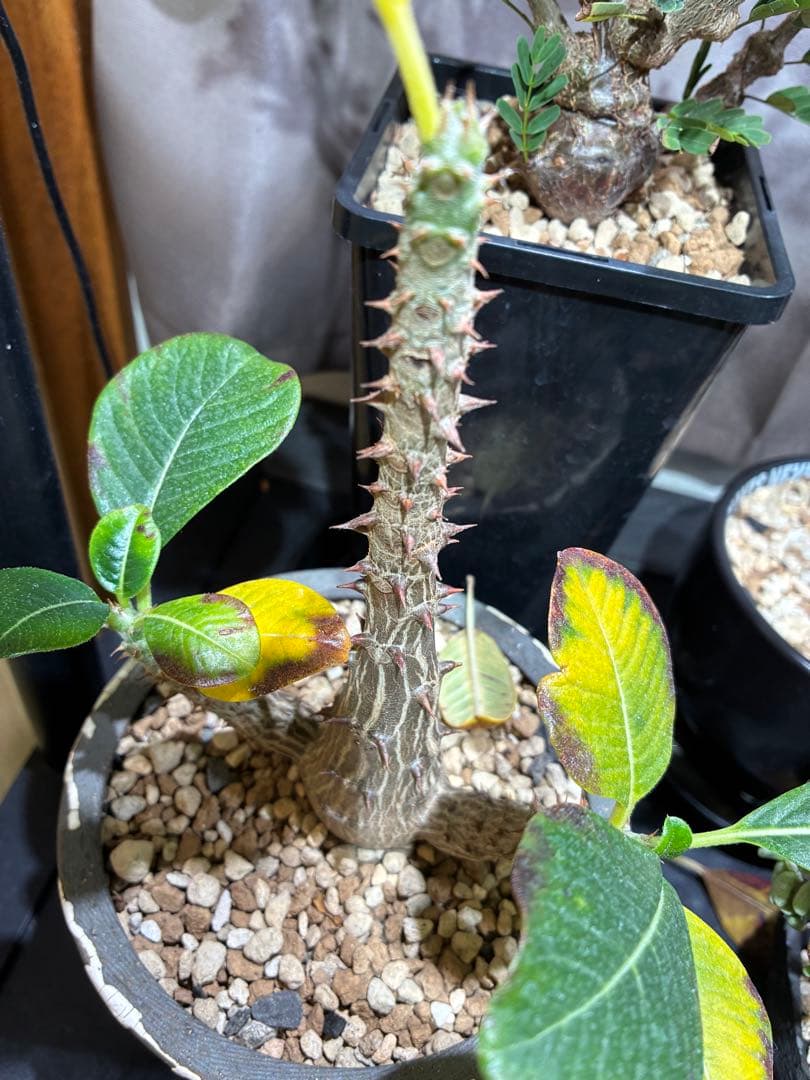 国内実生　パキポディウム　ウィンゾリー検）パキプス　グラキリス　アガベ